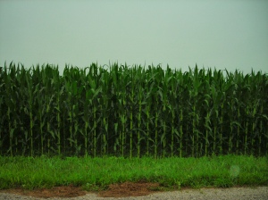The corn is growing