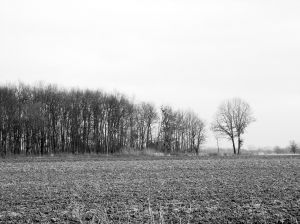 Field and trees